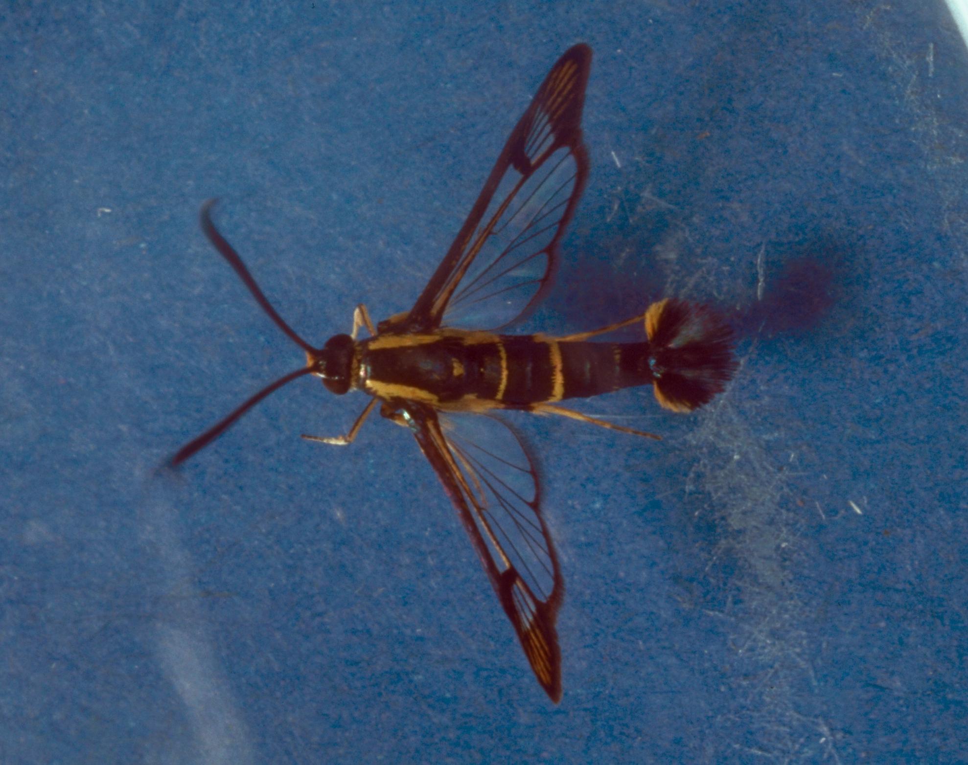 Dogwood borer male adult (Solomon, USDA, Bugwood.org)