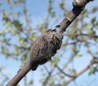  Eastern tent caterpillar with egg case (Strang, UKY)