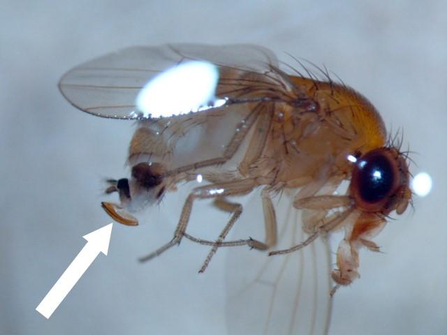 Adult female with distinct ovipositor (Bessin, UKY)