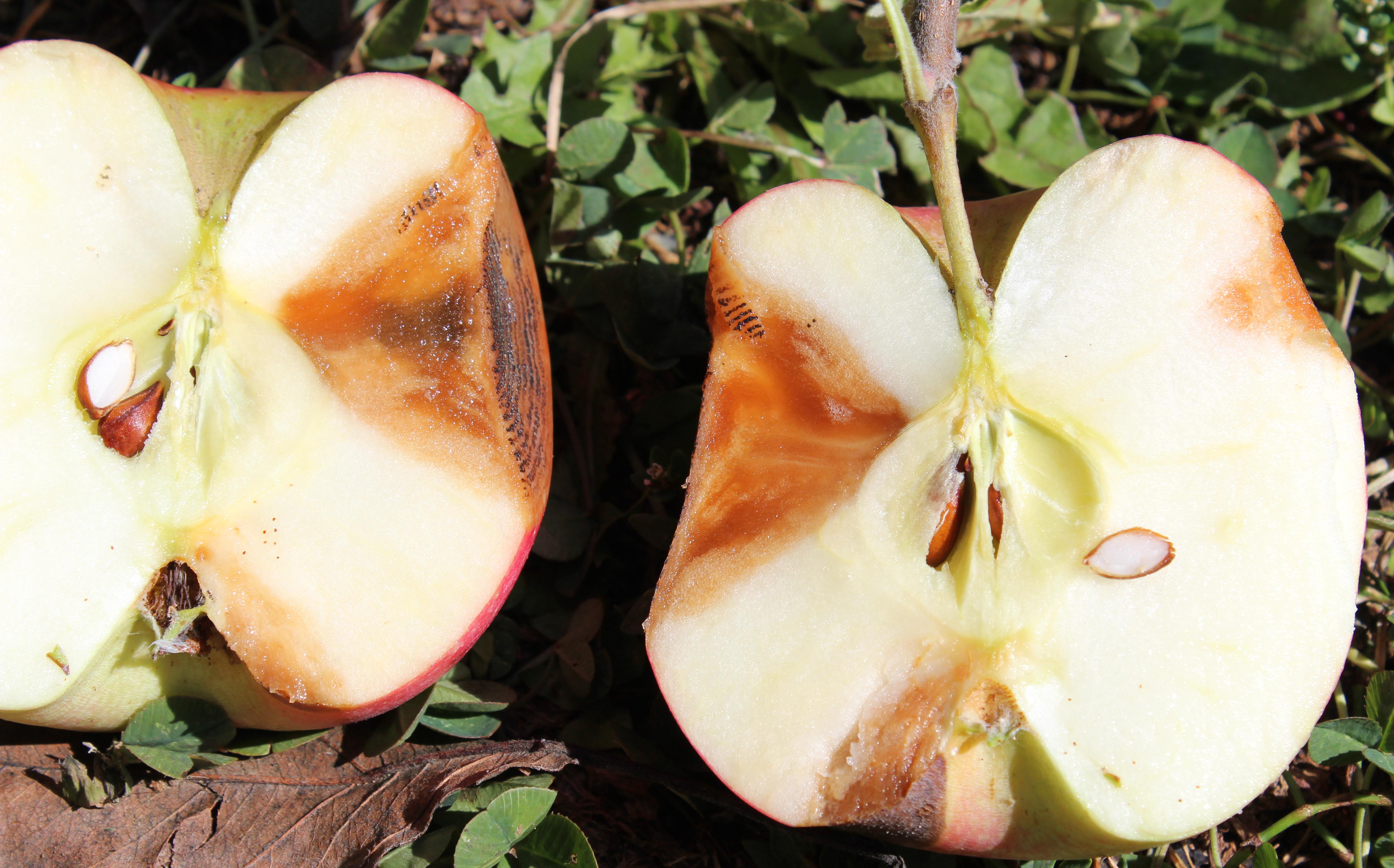 Bitter Rot of Apple | Scouting Guide for Problems of Fruit