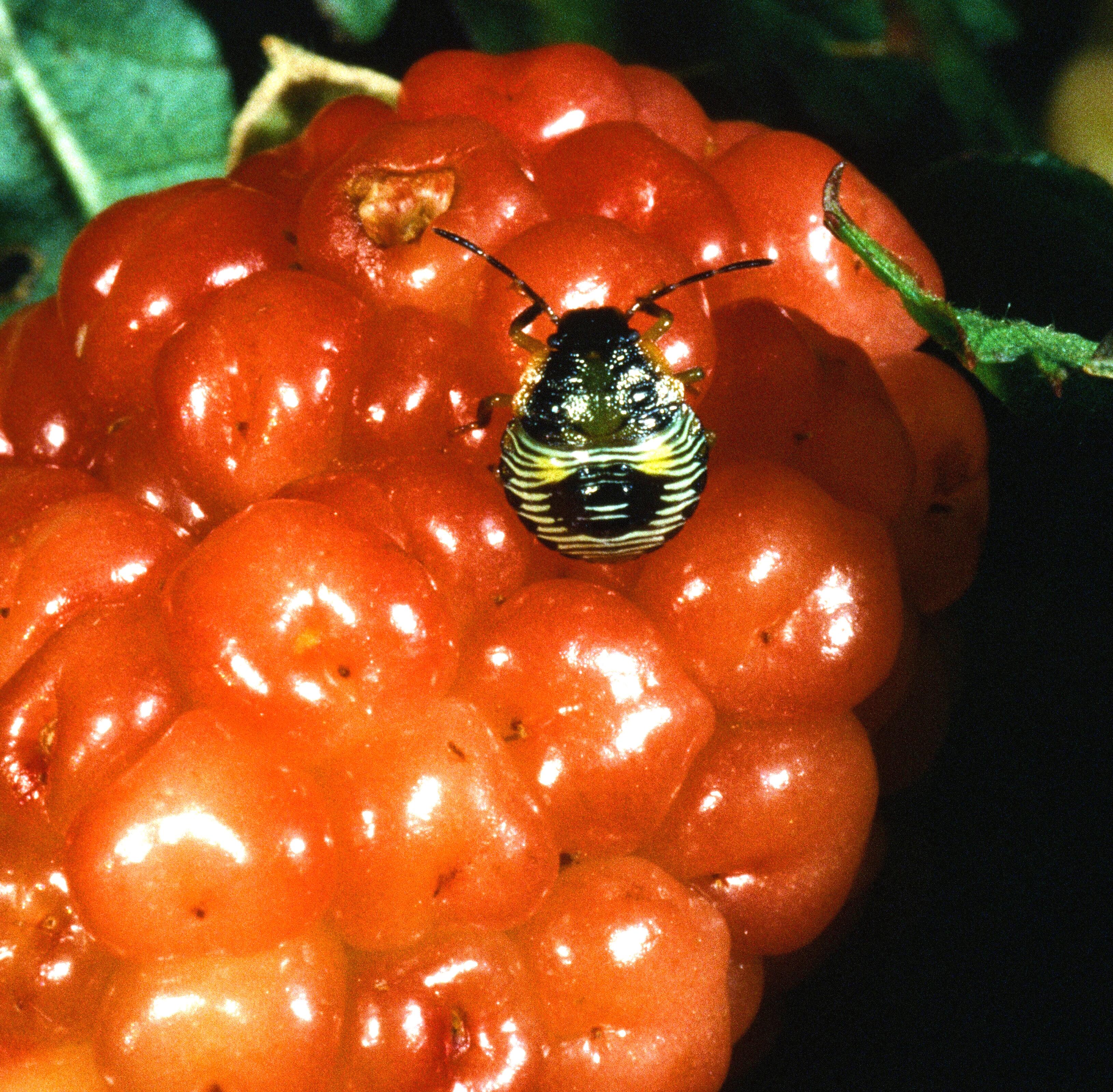 Brown stink bug on blackberry fruit. 