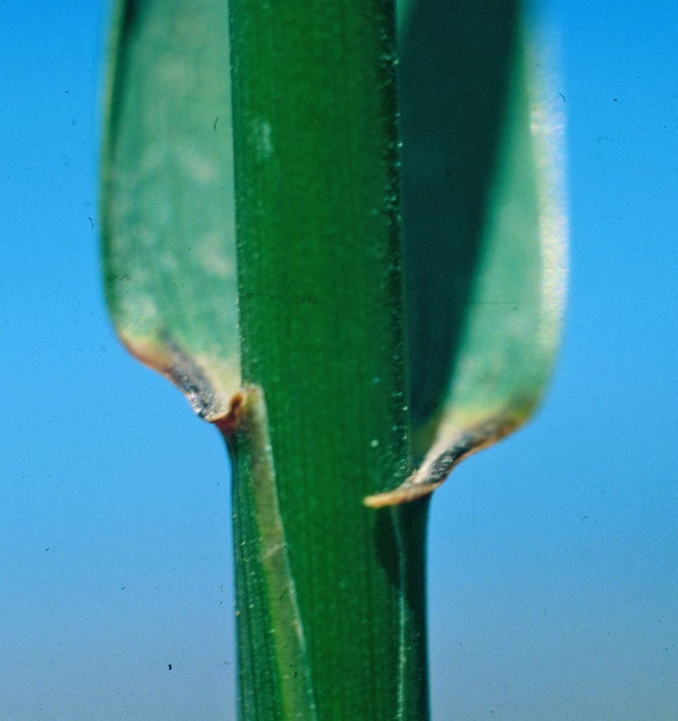 Close-up of quackgrass auricle (Dewey, Utah State University, Bugwood.org)