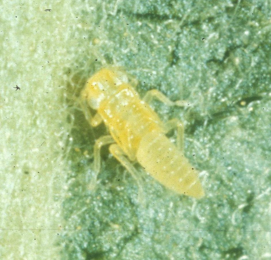 White apple leafhopper nymph (Plant Pathology Archive, UGA, Bugwood.org)