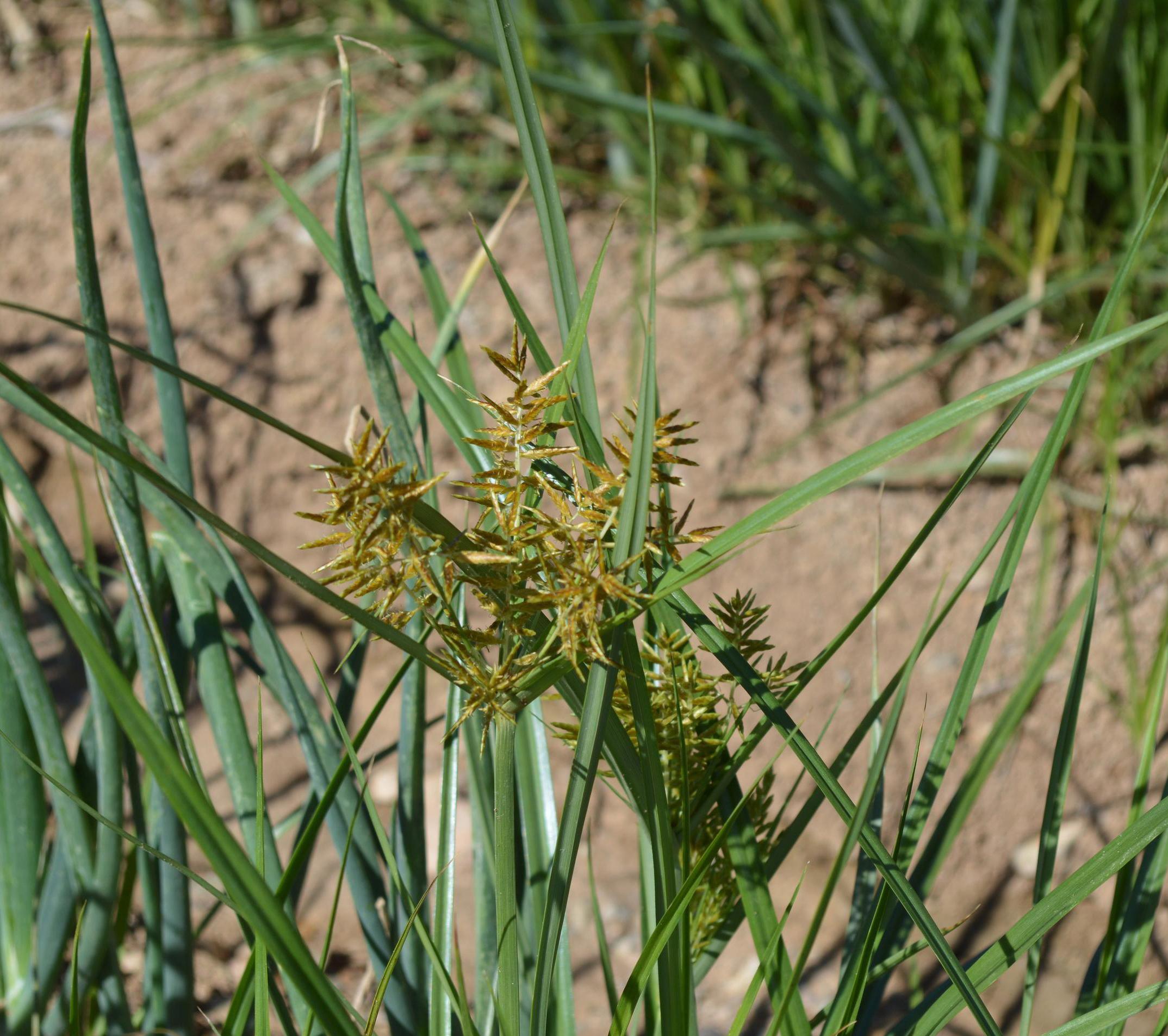 Yellow nutsedge in bloom (Schwartz, Colorado State University, Bugwood.org)