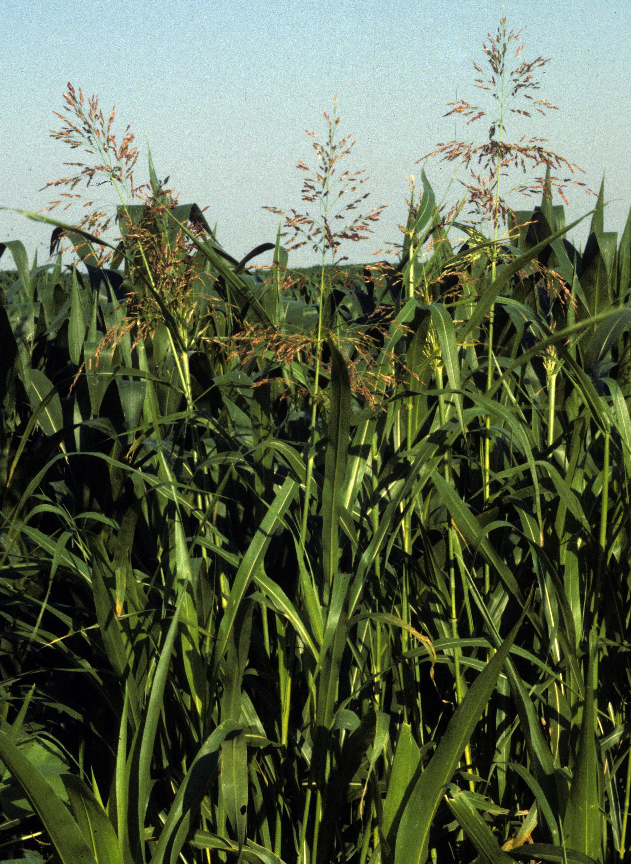 Johnsongrass flower heads.