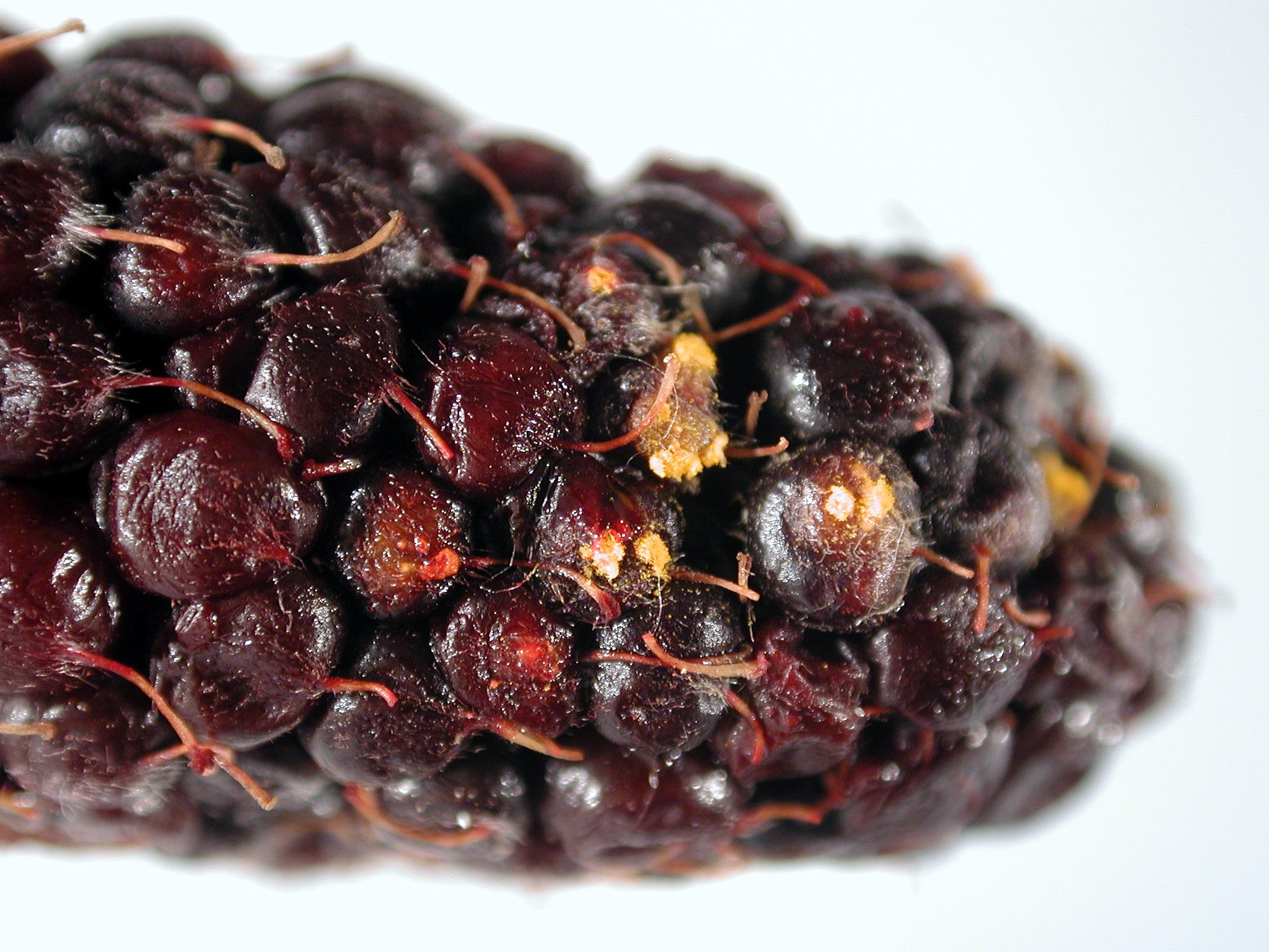 Rust pustules on fruit. 