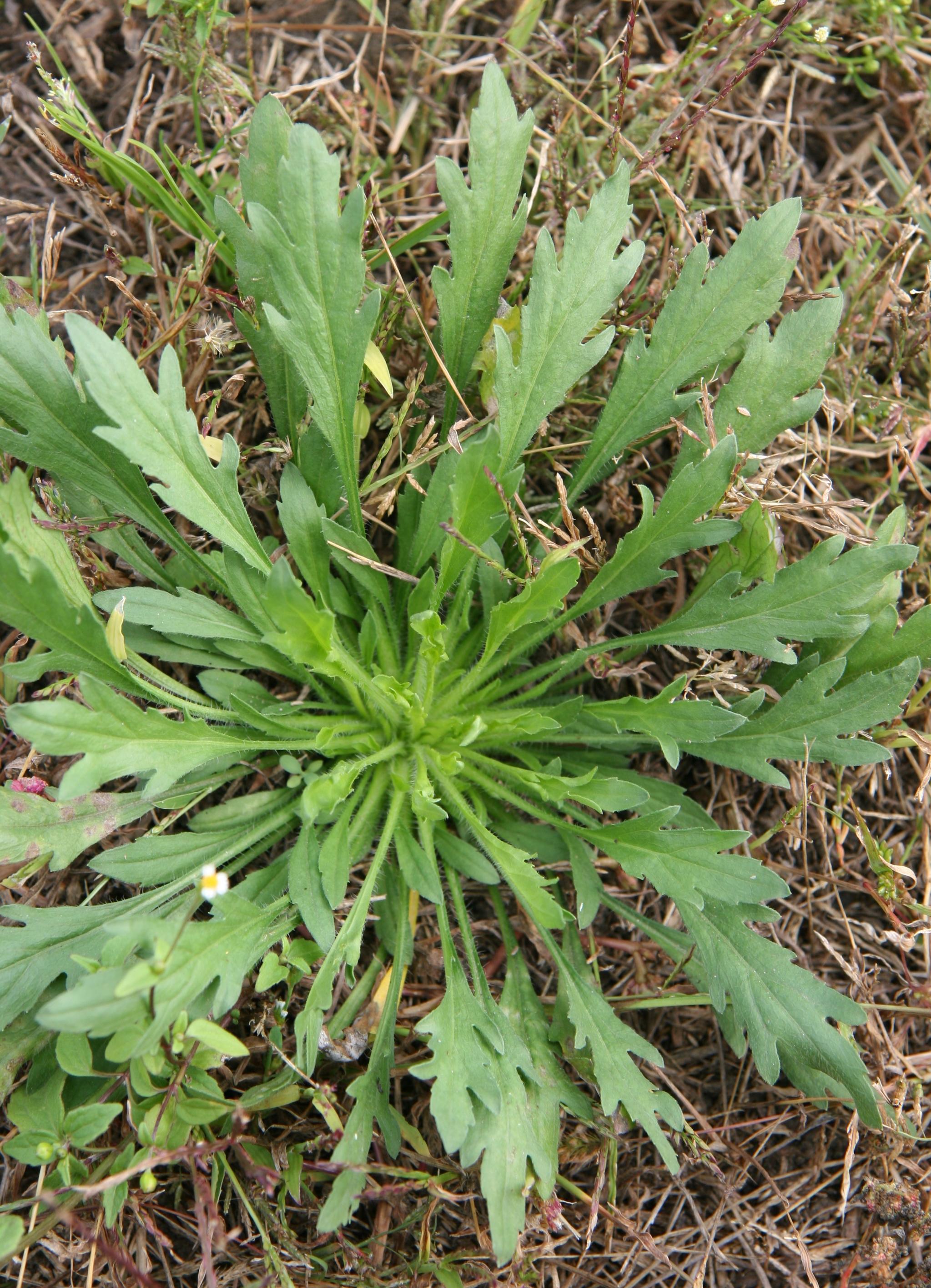 Marestail growth habit top view.