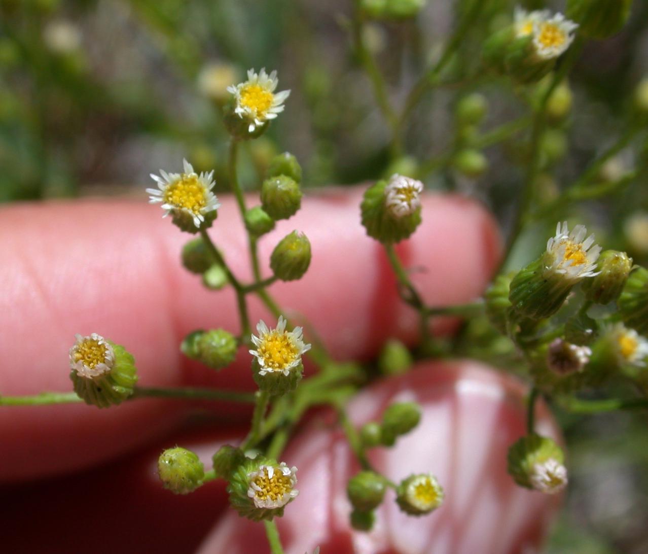Marestail flowers.