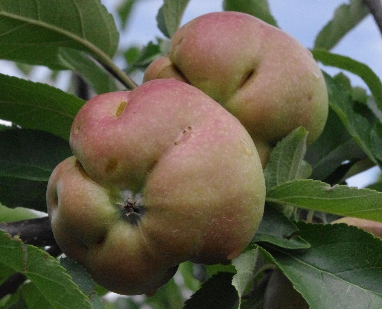 Pumpkin apple symptom of freeze injury (Strang, UKY)