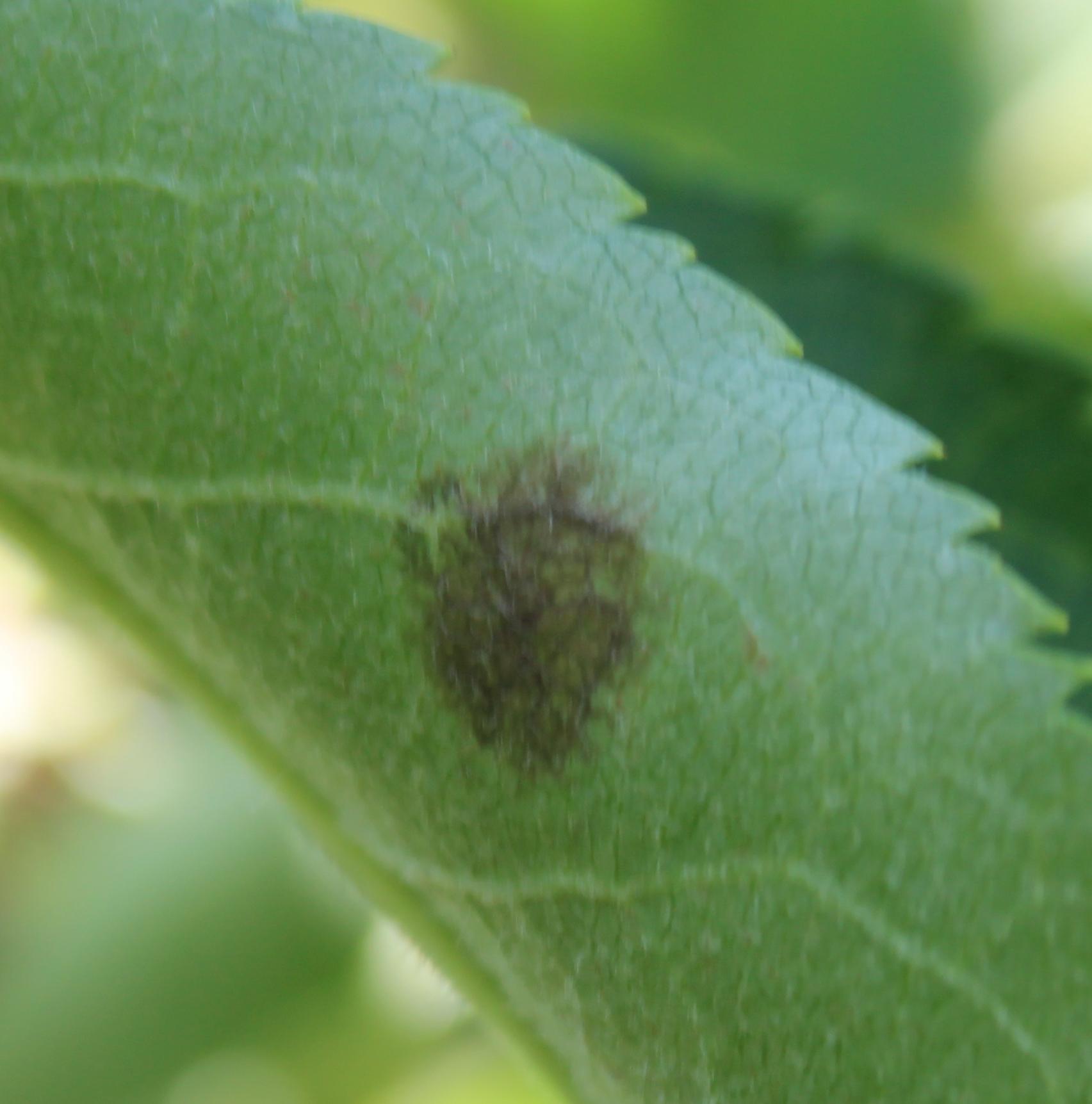 Early stage of apple scab on foliage (Gauthier, UKY)